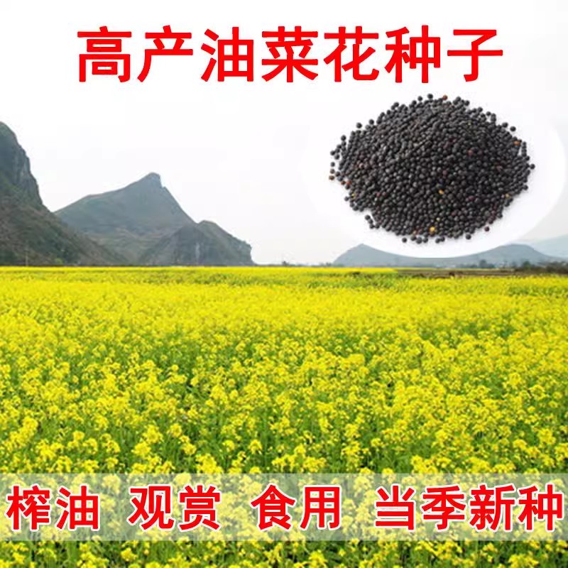 包邮新采油菜种子高产榨油德杂油