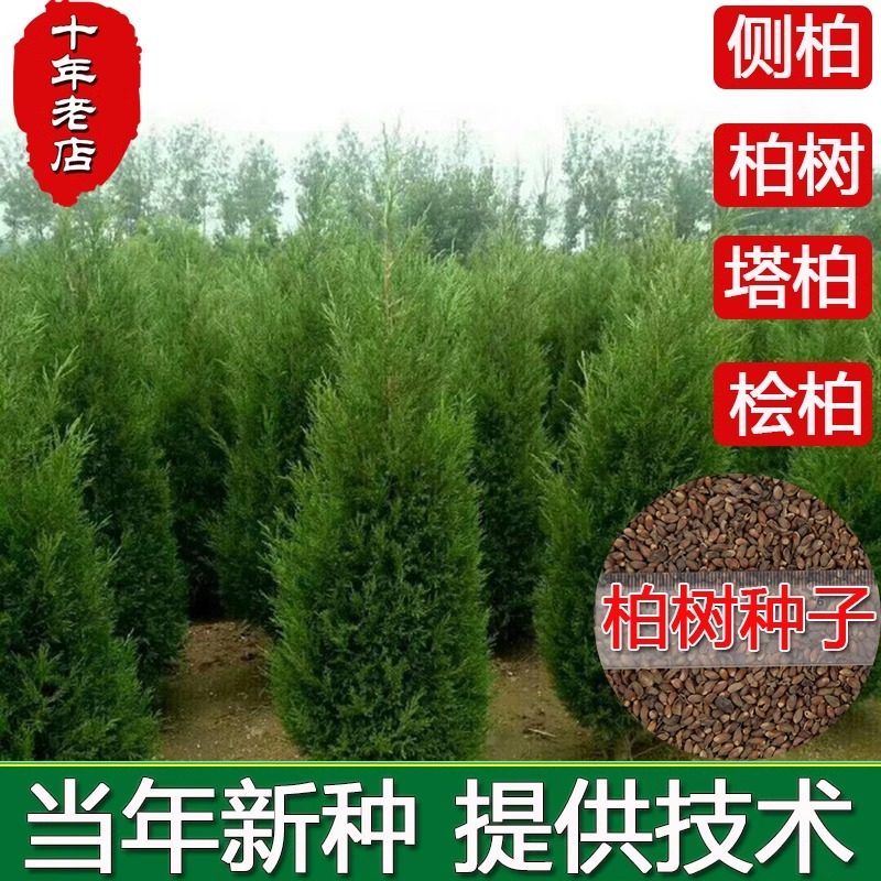 柏树种子塔柏松柏种子桧柏洒金柏侧柏松树圆柏种籽龙柏树苗子易活