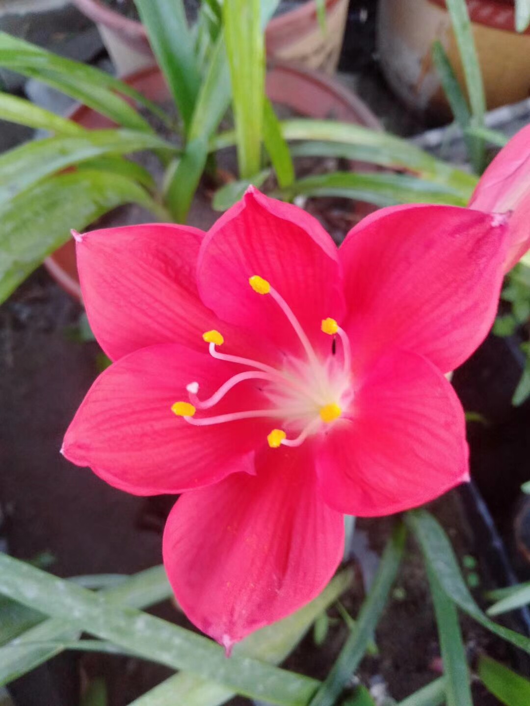 紫根兰开花紫根兰乔治百合紫根兰种子 花卉红心白心混合