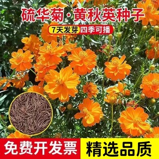 硫华菊花籽冬天室外耐寒花种景观黄秋英庭院阳台盆栽黄波斯菊花卉
