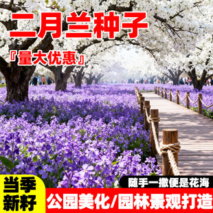 耐寒二月兰花种子庭院四季播种耐荫蓝色花海绿化景观诸葛菜花种籽