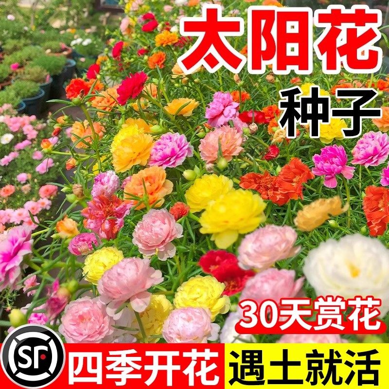 太阳花种子重瓣混色四季播种室内阳台庭院盆栽易活耐旱耐晒花种籽