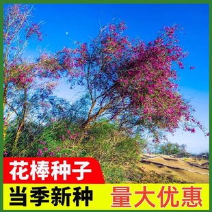 花棒籽蚂蚁森林防风固沙食饲用油用观赏灌木种子植被恢复专用包邮