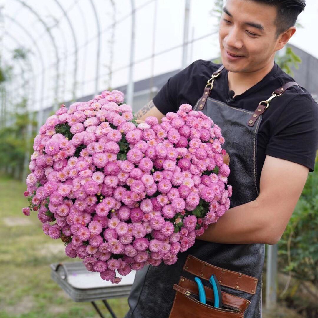 种花王大爷 球菊千头菊花卉盆栽植物庭院阳台种植易爆盆花量大