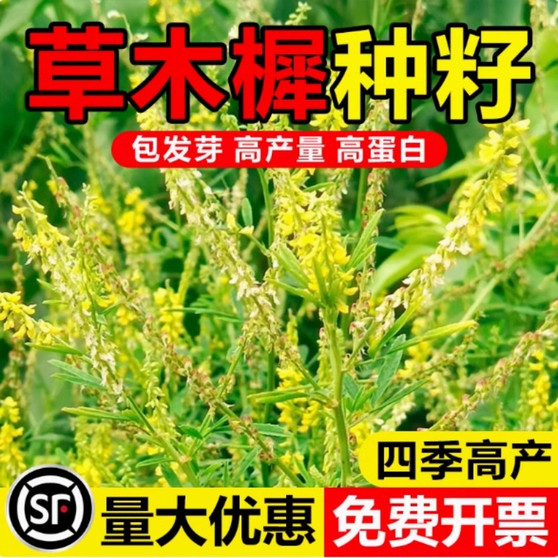 草木犀种子草木樨籽优质牧草种黄花臭苜蓿绿肥耐旱耐寒耐贫瘠蜜源