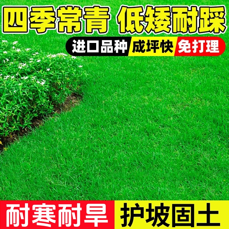草坪草籽四季常青护坡绿化