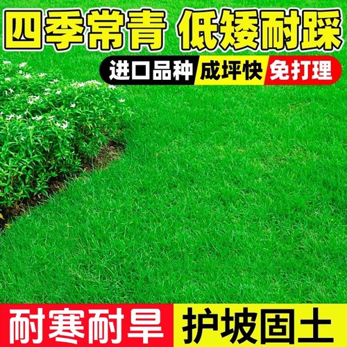 草坪草籽四季常青护坡绿化