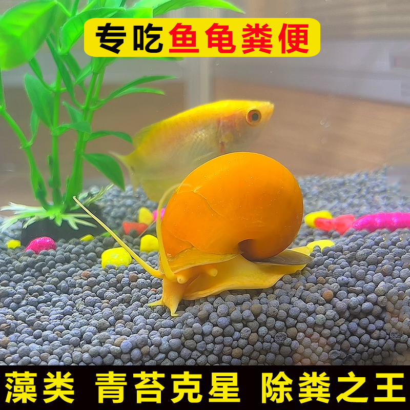 吃鱼屎粪便观赏热带斗孔雀虾苗淡小精灵鱼冷水族宠物清道夫清洁缸