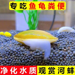 黄金小河蚌净水观赏专吃鱼屎粪便河蚬淡螺鲜活物黑金刚贝壳苗活体