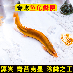 河蚌黄金螺观赏黑金刚食藻苹果青苔清洁缸除藻冷淡 专吃鱼屎粪便