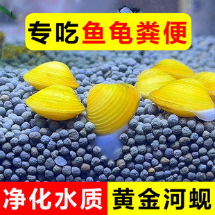 专吃鱼屎粪便净水黄金河蚌蚬冷水观赏淡水热带鱼清理螺清道夫鱼缸