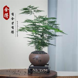 【舍得】文竹盆栽植物室内净化空气绿植花卉盆栽中式客厅迷你家居