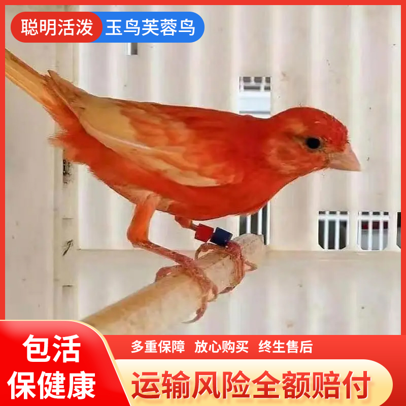 玉鸟红绿桂皮芙蓉鸟玉鸟白玉鸟鸣唱鸟辣椒红玉鸟扬州玉鸟活体包邮