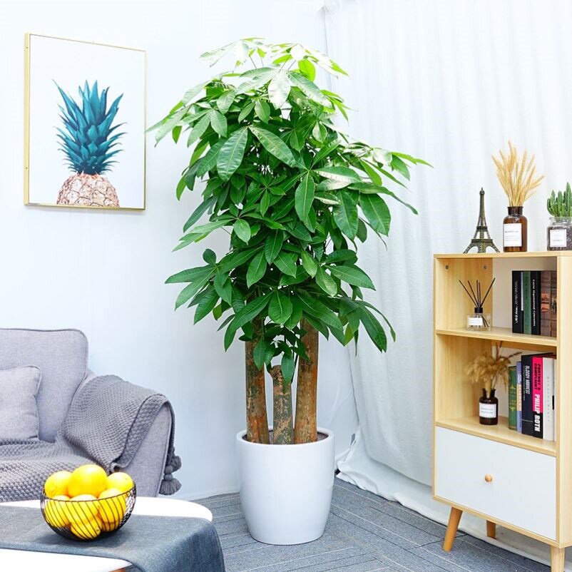 发财树大棵大叶子绿植树木盆栽客厅旺宅除甲醛新房家用盘栽植物