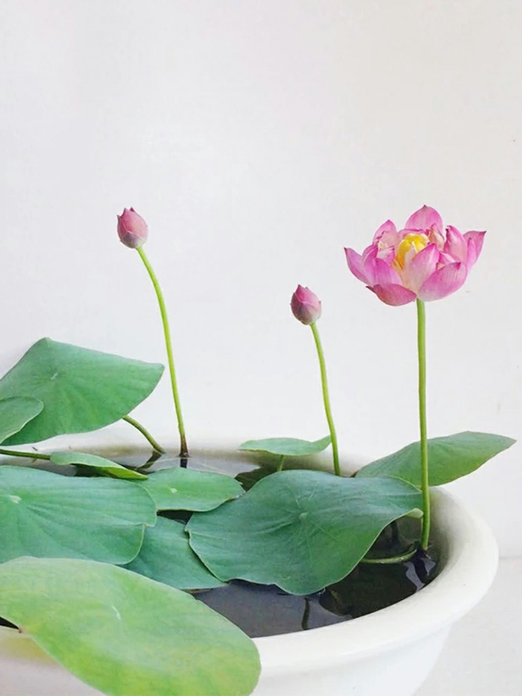 包开花 四季开花水培植物迷你盆栽水养花卉植物室内花好养碗莲 大学生创业种子企业店 淘优券
