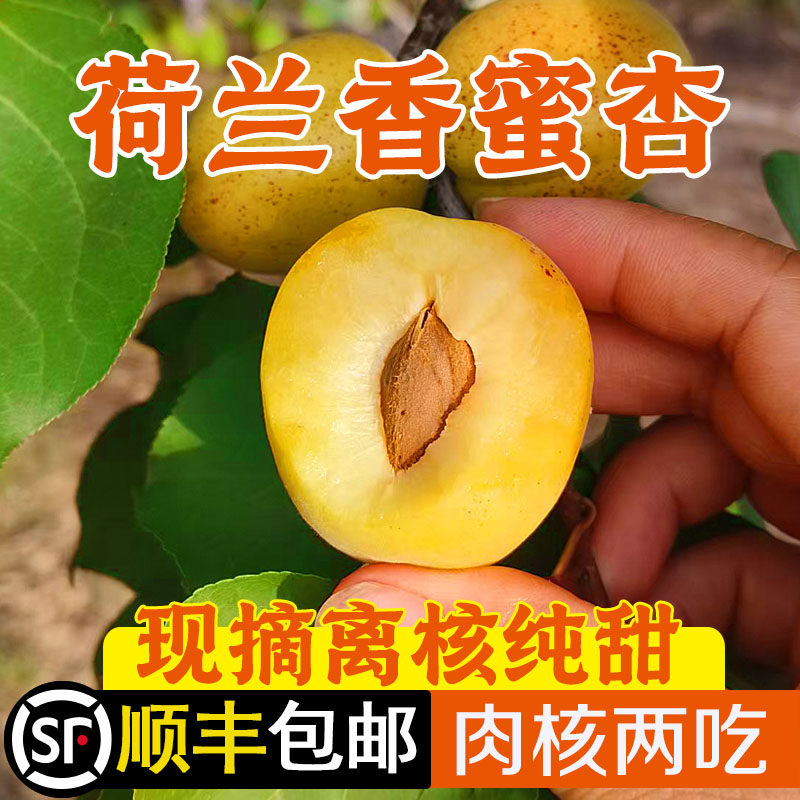 现摘香蜜杏离核纯甜顺丰包邮