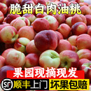 现货当应季 新鲜油桃新鲜水果当季 脆大甜桃子整箱批发9斤顺丰 包邮