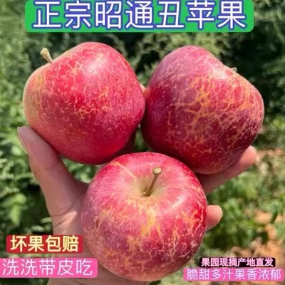 正宗云南昭通新鲜冰糖心丑苹果原产地现摘脆甜好吃营养多汁肉厚
