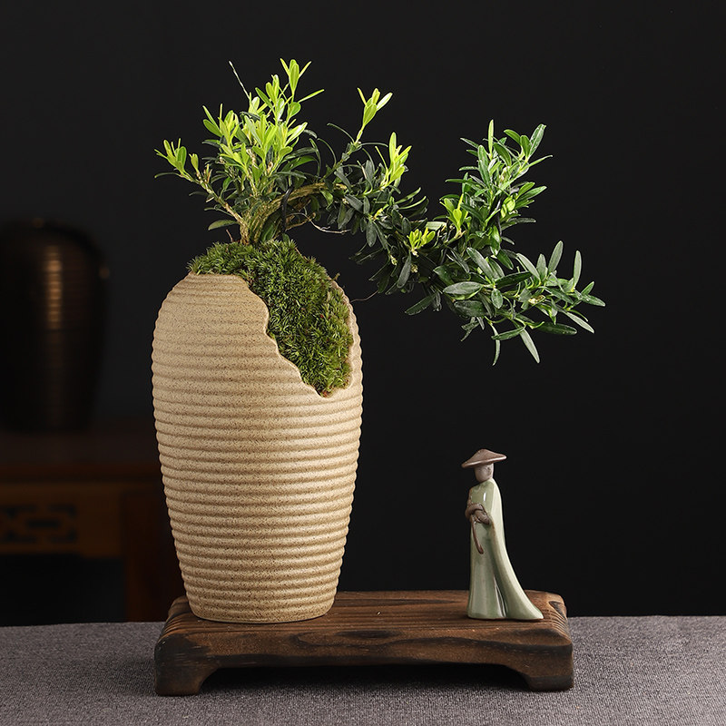 速发小叶皱皮雀饰黄杨盆景植物院崖造型室内桌面茶几庭悬盆栽装舌