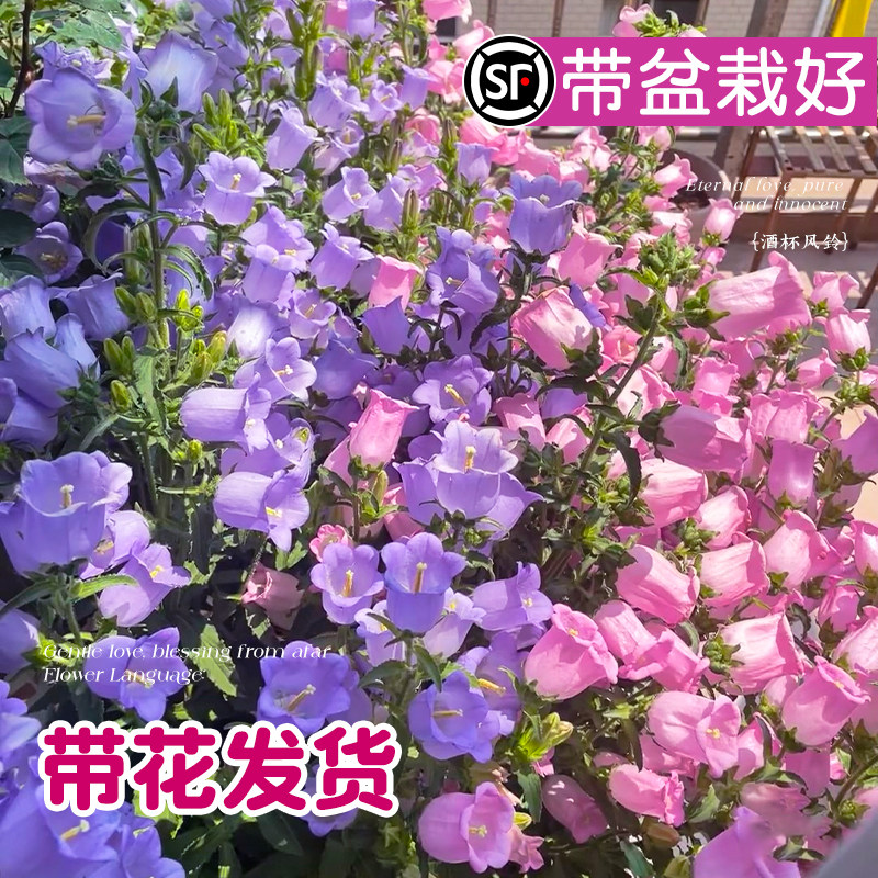 速发风铃花卉栽盆草酒杯丹麦重瓣紫色蓝花苗绿苞客厅台四季带植
