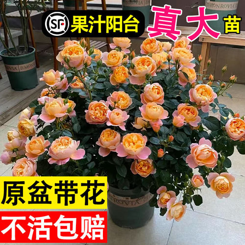 速发果汁台季月花苗四季开花卉玫瑰花盆台特大花带花苞室内栽植物
