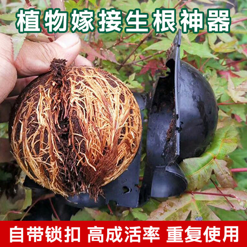 喜博尔植物繁殖生根嫁接压枝