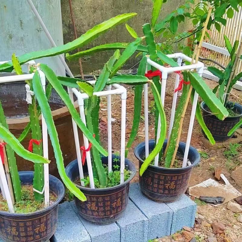 火龙果支架PVC移动式爬藤架