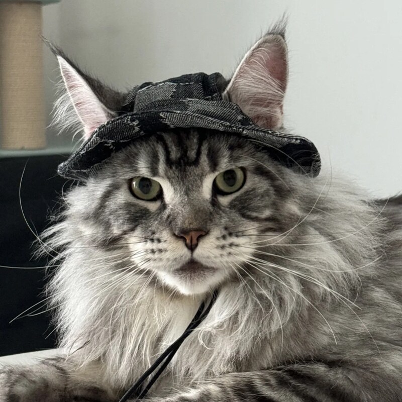 缅因猫专用帽子渔夫帽遮阳帽露耳朵宠物搞笑戴的配饰猫咪头套饰品