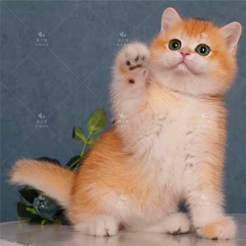 英短金渐层宠物猫活体金豆子幼崽金渐层幼猫渐层猫小奶猫猫咪活物