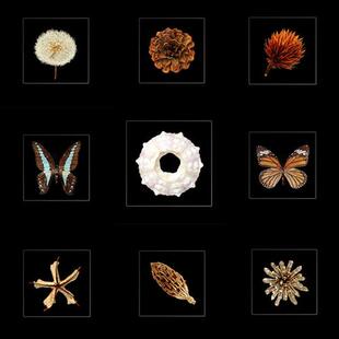 透明树脂内嵌标本仿真圆形动植物标本墙雕塑展示摆件家居装饰造型