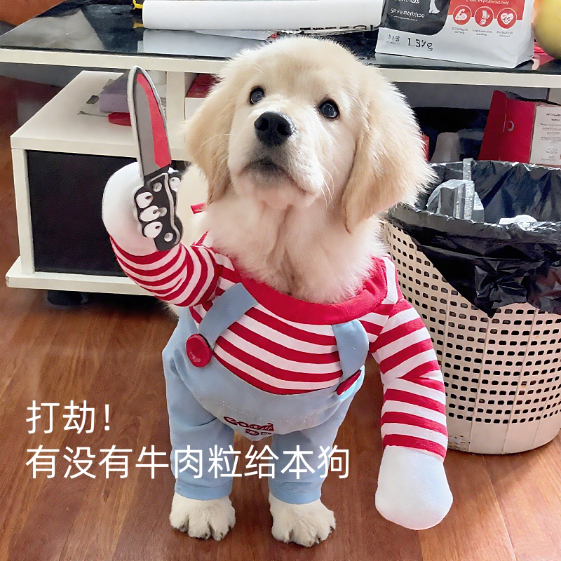 金毛狗狗打劫装宠物搞怪衣服搞笑变装装扮小狗宠物衣服可爱出片