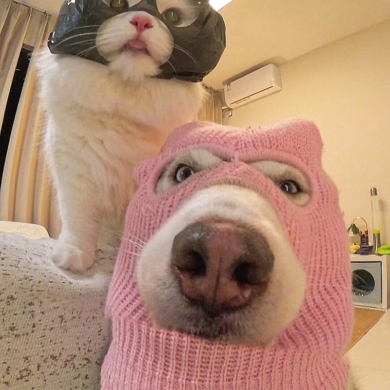 狗狗头套可爱搞笑黑色面具创意宠物帽子cos拍照出片金毛柴犬中型