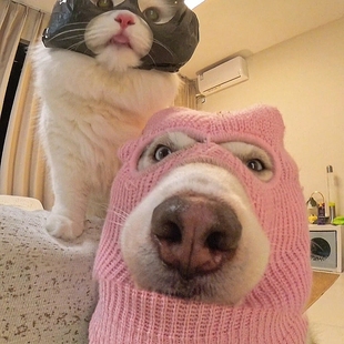 狗狗头套可爱搞笑黑色面具创意宠物帽子cos拍照出片金毛柴犬中型