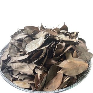 多穗石柯老叶木姜叶柯老叶芷江甜茶溆浦瑶茶广西原生态甜茶