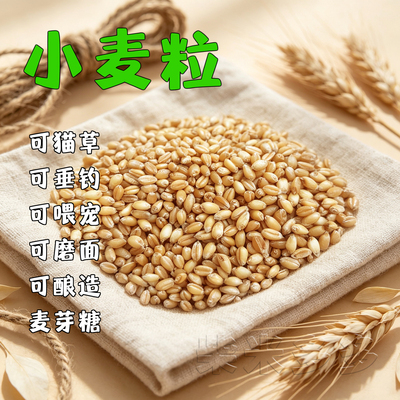 小麦粒猫草发芽麦芽糖磨面钓鱼饵酿酒醋带皮麦子喂鸽鸡鸟粮食饲料