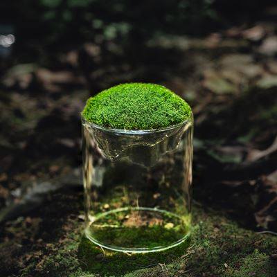 苔藓微景观桌面创意绿植摆件种好发货办公室四季好养趣味小盆景