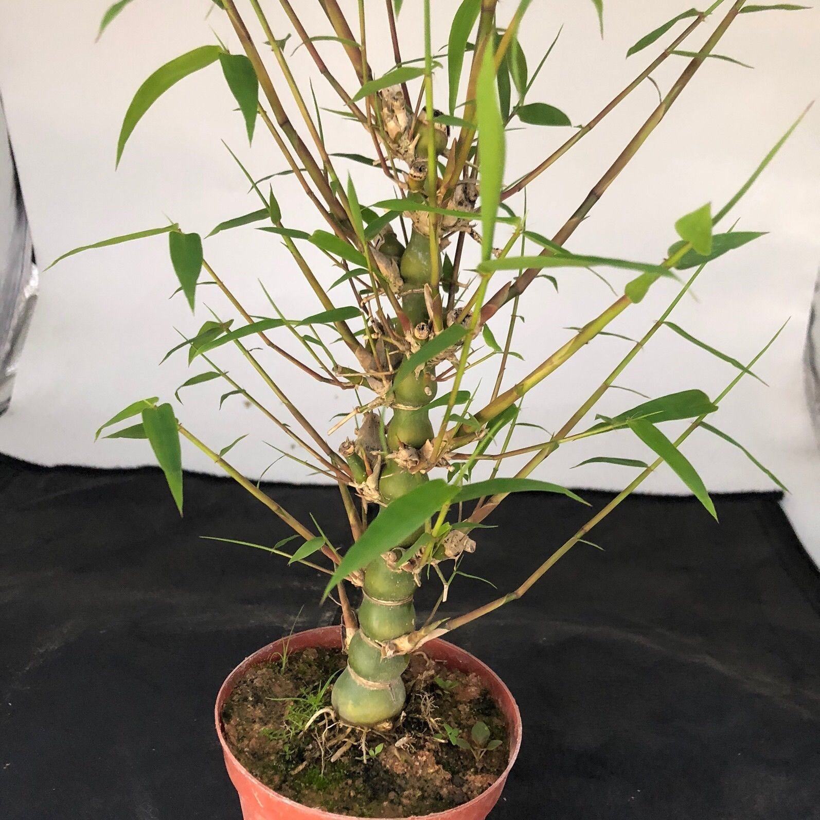 佛肚竹j 葫芦竹 罗汉竹 大肚竹子 室内新品花卉盆栽 小叶微 佛肚