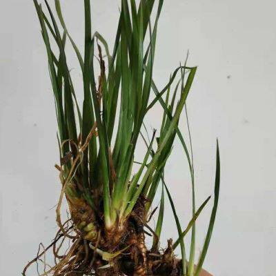 菖蒲草盆景室内客厅办公室桌面可水培四季常青植物龙根苗老桩好养