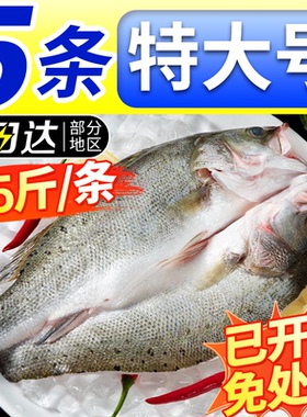 海鲈鱼开背新鲜冷冻鲜活深海鱼白蕉七星海卢鱼水产烤鱼半成品商用