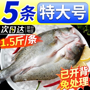 海鲈鱼开背新货鲜冻冷冻鲜活清蒸海卢鱼水产烤鱼半成品商用