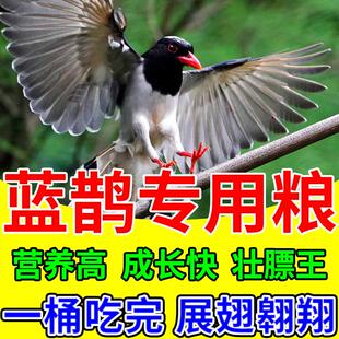 红嘴蓝鹊饲料营养鸟粮八哥画眉喜鹊山鸦麻雀乌鸫红耳鹎鹩哥专用食