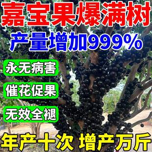 嘉宝果专用肥树葡萄营养液催花促果增产增甜珍宝果保果颗粒缓释肥