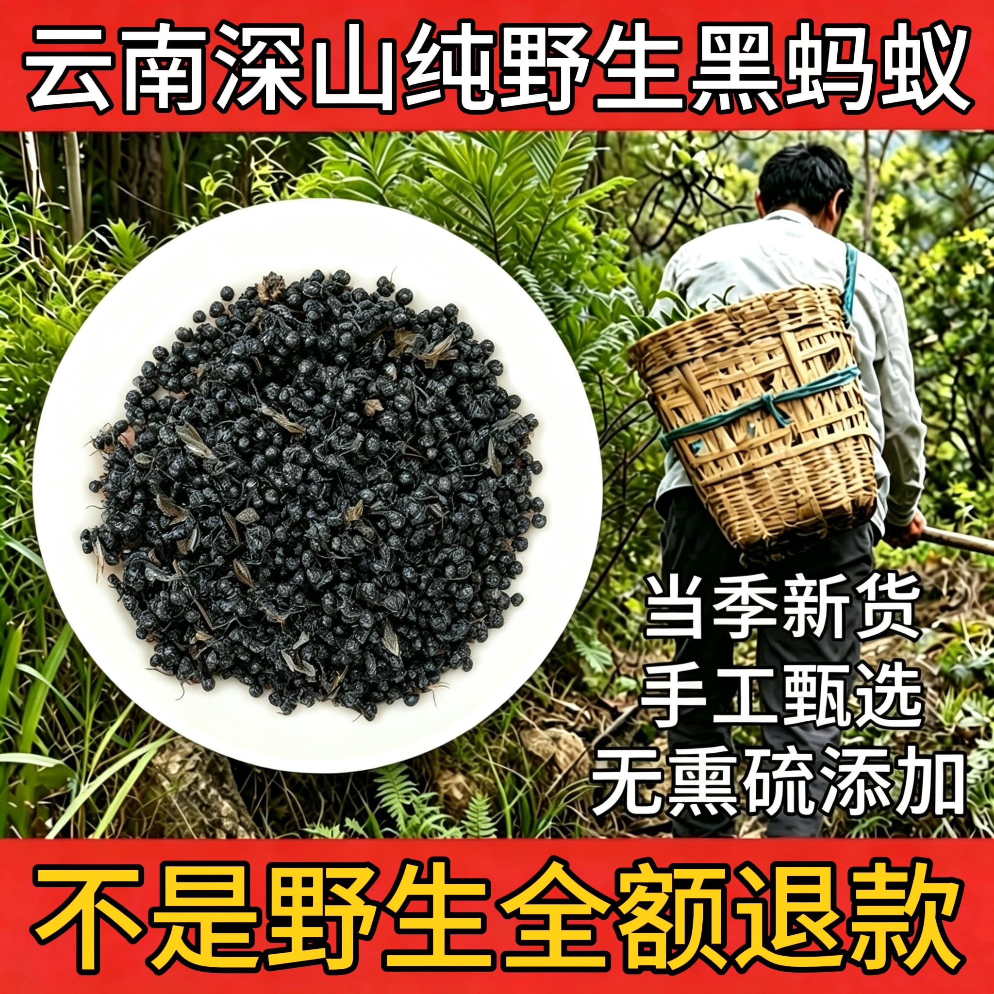 云南野生大黑蚂蚁干正品拟黑多刺蚁黑蚂蚁500g养生泡酒食用可磨粉
