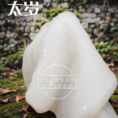 滋补太岁活体泡水肉灵芝