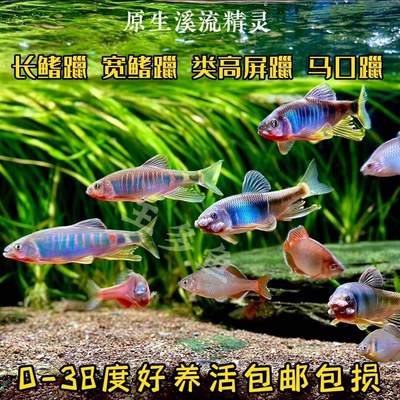 网红群游长鳍鱲橙斑躐安