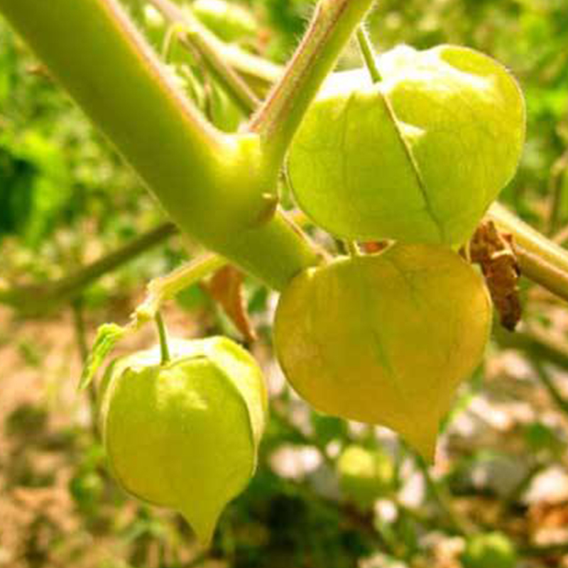 东北姑娘果灯笼果种子籽红/甜/大黄菇娘苗水果四季盆栽树苗果苗孑