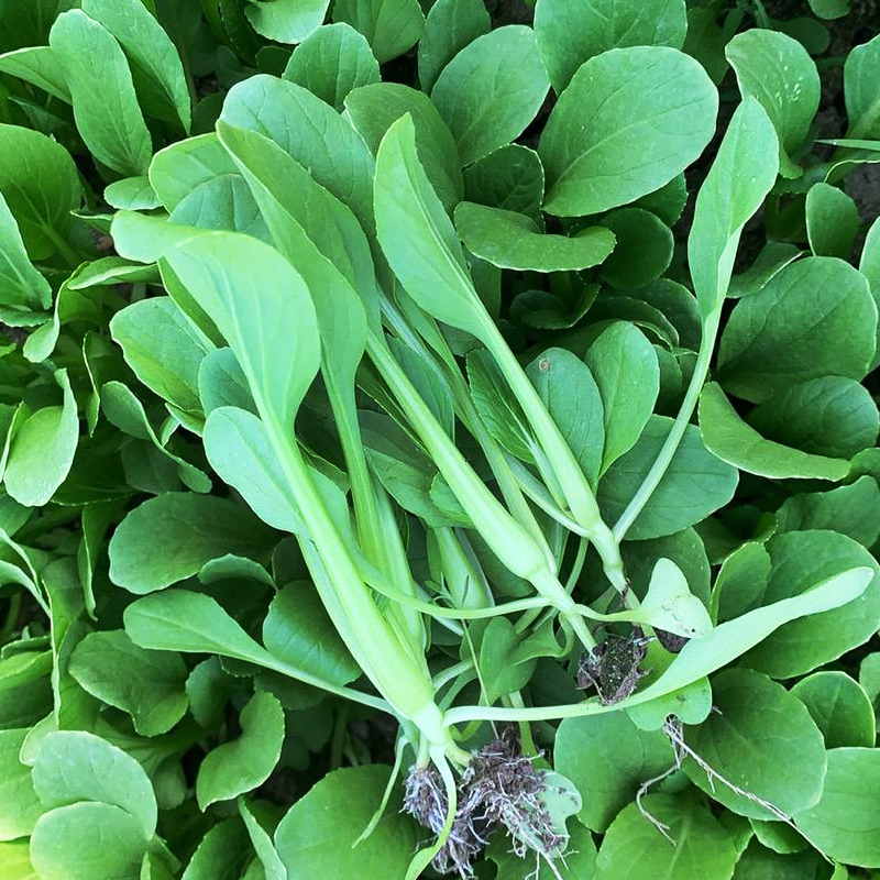 驾欲鸡毛菜籽鸡毛菜籽种四