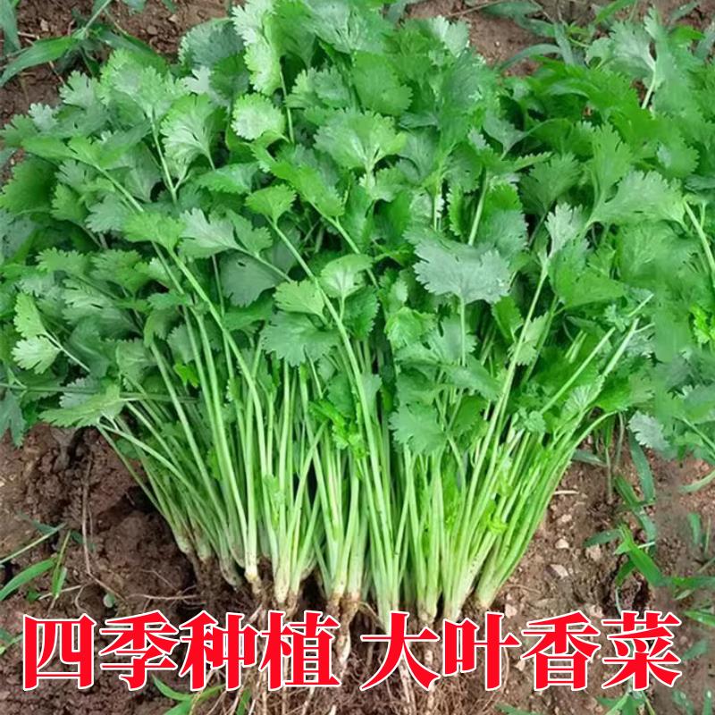 四季香菜种子大叶芫荽高产耐热夏天播阳台盆栽食用蔬菜种籽孑大全