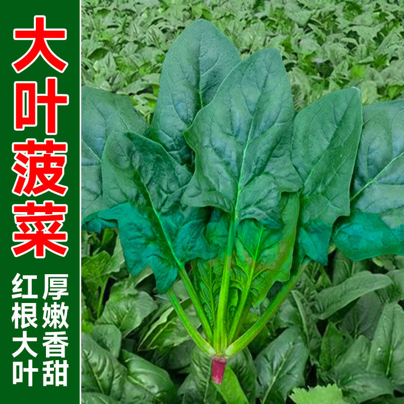 驾欲大叶菠菜大叶菠菜种子