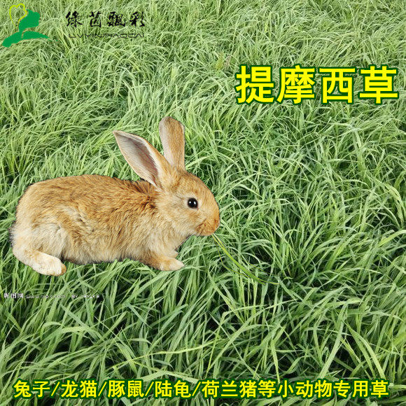提摩西草种子猫尾草兔子豚鼠荷兰猪乌龟高档宠物专用牧草牧草,宠物/宠物食品及用品,水草,淘宝优惠券,粉丝福利购,淘宝优惠卷